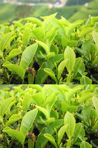 Kaizen Burn Japanese Green Water to Weight Loss
